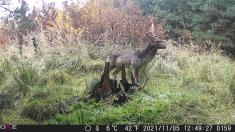 Fotopast OXE Gepard II, lovecký detektor, externí akumulátor 6V/7Ah a napájecí kabel + 32GB SD karta, 6ks baterií a doprava ZDARMA!