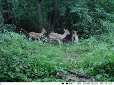 Fotopast KeepGuard KG795W a klasický dalekohled FOMEI 7-21x40 ZCF Zoom + 32GB SD karta, 8ks baterií a doprava ZDARMA!