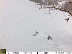 Fotopast KeepGuard KG795W a klasický dalekohled FOMEI 7-21x40 ZCF Zoom + 32GB SD karta, 8ks baterií a doprava ZDARMA!