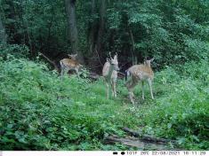 Fotopast KeepGuard KG795W a klasický dalekohled FOMEI 7-21x40 ZCF Zoom + 32GB SD karta, 8ks baterií a doprava ZDARMA!