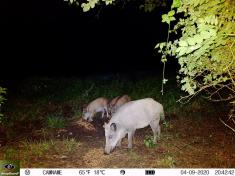 Fotopast KeepGuard KG795W a klasický dalekohled FOMEI 7-21x40 ZCF Zoom + 32GB SD karta, 8ks baterií a doprava ZDARMA!