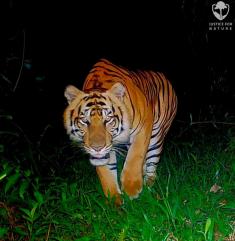 Fotopast KeepGuard KG795W a klasický dalekohled FOMEI 7-21x40 ZCF Zoom + 32GB SD karta, 8ks baterií a doprava ZDARMA!