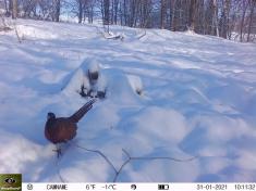 Fotopast KeepGuard KG795W a klasický dalekohled FOMEI 7-21x40 ZCF Zoom + 32GB SD karta, 8ks baterií a doprava ZDARMA!