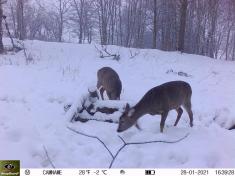 Fotopast KeepGuard KG795W a klasický dalekohled FOMEI 7-21x40 ZCF Zoom + 32GB SD karta, 8ks baterií a doprava ZDARMA!