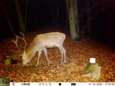 Fotopast KeepGuard KG795W a klasický dalekohled FOMEI 7-21x40 ZCF Zoom + 32GB SD karta, 8ks baterií a doprava ZDARMA!