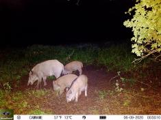 Fotopast KeepGuard KG795W a klasický dalekohled FOMEI 7-21x40 ZCF Zoom + 32GB SD karta, 8ks baterií a doprava ZDARMA!